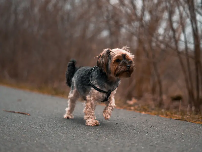 Reasons why dogs limp and when to see the vet